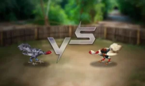 Đá Gà 3D Tại Boss8